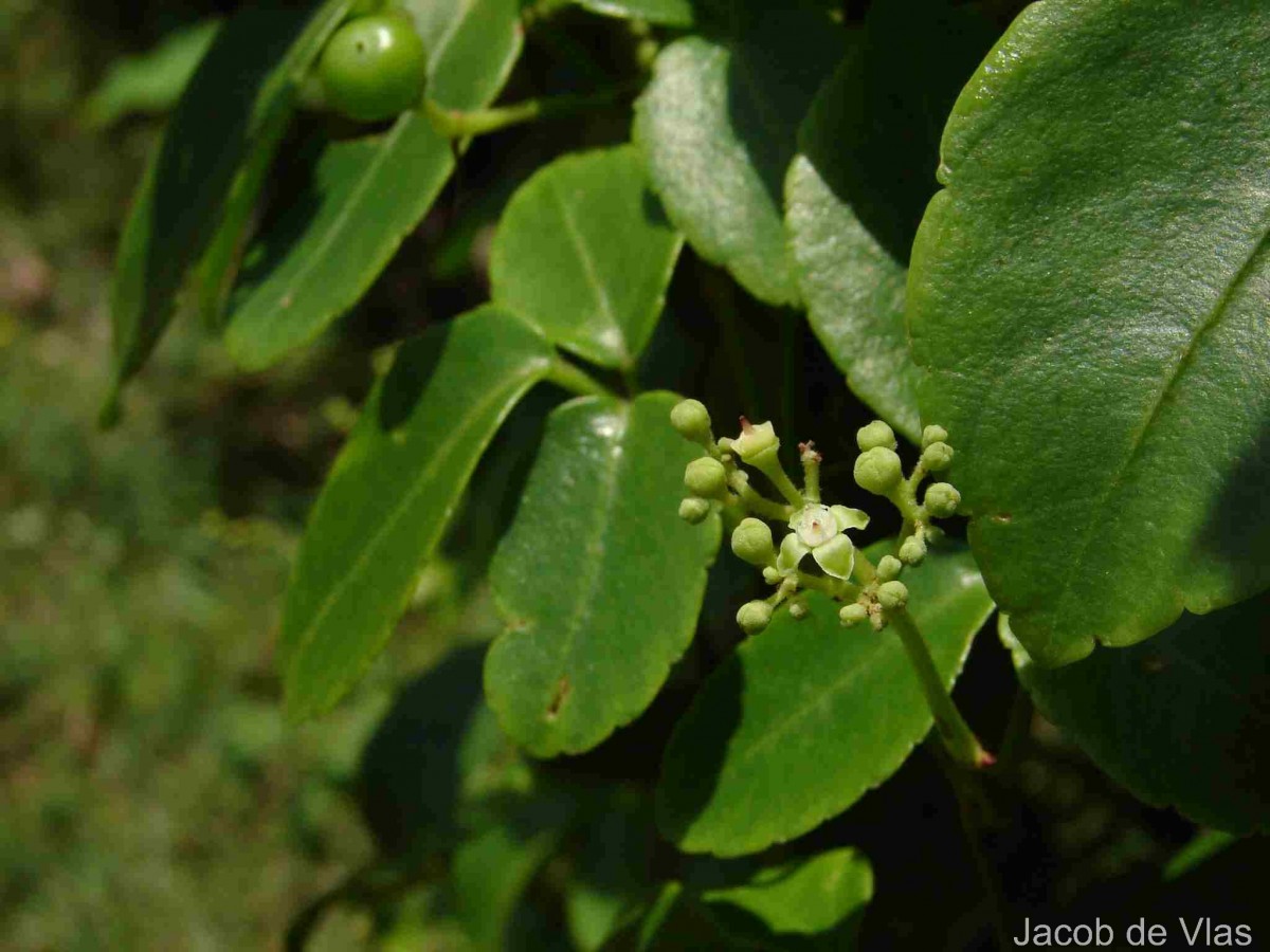 Causonis trifolia (L.) Mabb. & J.Wen